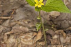 Northern Wedge-leaved Violet, Viola tripartita var. glaberrima