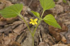 Northern Wedge-leaved Violet, Viola tripartita var. glaberrima