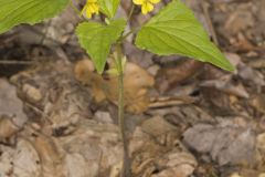 Northern Wedge-leaved Violet, Viola tripartita var. glaberrima