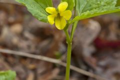 Northern Wedge-leaved Violet, Viola tripartita var. glaberrima