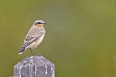 Northern Wheatear, Oenanthe oenanthe