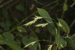 Nottoway Valley Brome, Bromus nottowayanus