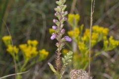 Obedient Plant, Physostegia virginiana