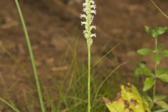 October Ladies' Tresses, Spiranthes ovalis