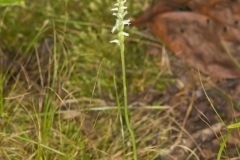 October Ladies' Tresses, Spiranthes ovalis