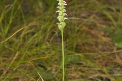 October Ladies' Tresses, Spiranthes ovalis