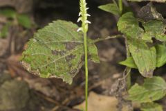 October Ladies' Tresses, Spiranthes ovalis