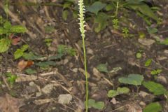 October Ladies' Tresses, Spiranthes ovalis