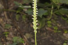 October Ladies' Tresses, Spiranthes ovalis