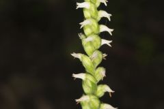 October Ladies' Tresses, Spiranthes ovalis