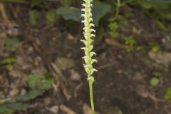 October Ladies' Tresses, Spiranthes ovalis