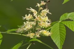 Ohio Buckeye, Aesculus glabra