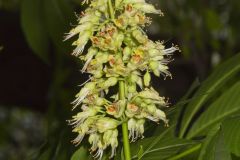 Ohio Buckeye, Aesculus glabra