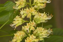 Ohio Buckeye, Aesculus glabra