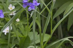 Ohio Spiderwort, Tradescantia ohiensis