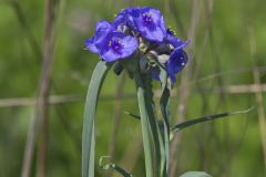 Ohio Spiderwort, Tradescantia ohiensis