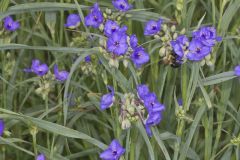 Ohio Spiderwort, Tradescantia ohiensis