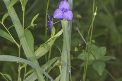 Ohio Spiderwort, Tradescantia ohiensis