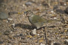 Olive Sparrow, Arremonops rufivirgatus