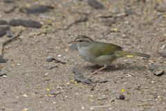 Olive Sparrow, Arremonops rufivirgatus