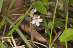 One-flowered Cancer Root, Orobanche uniflora