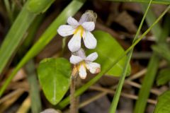 One-flowered Cancer Root, Orobanche uniflora