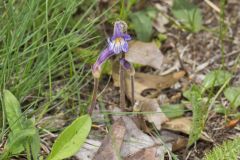 One-flowered Cancer Root, Orobanche uniflora