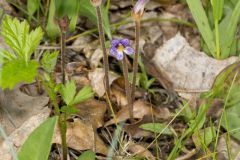 One-flowered Cancer Root, Orobanche uniflora