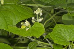 One seed Bur Cucumber, Sicyos angulatus