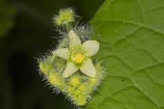 One seed Bur Cucumber, Sicyos angulatus