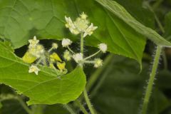 One seed Bur Cucumber, Sicyos angulatus