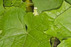 One seed Bur Cucumber, Sicyos angulatus