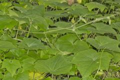 One seed Bur Cucumber, Sicyos angulatus