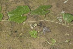 One seed Bur Cucumber, Sicyos angulatus