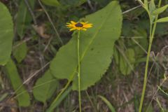 Orange Coneflower, Rudbeckia tenax