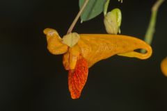 Orange Jewelweed, Impatiens capensis