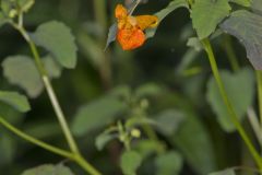 Orange Jewelweed, Impatiens capensis