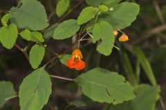 Orange Jewelweed, Impatiens capensis