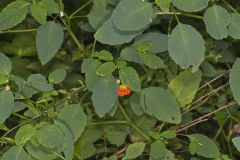 Orange Jewelweed, Impatiens capensis