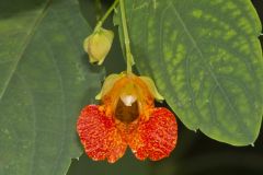 Orange Jewelweed, Impatiens capensis