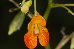 Orange Jewelweed, Impatiens capensis