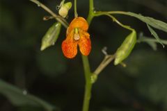 Orange Jewelweed, Impatiens capensis