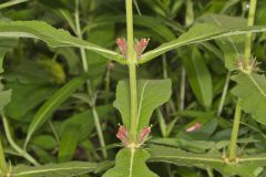 Orangefruit Horse-gentian, Triosteum aurantiacum