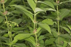 Orangefruit Horse-gentian, Triosteum aurantiacum