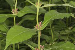 Orangefruit Horse-gentian, Triosteum aurantiacum