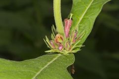 Orangefruit Horse-gentian, Triosteum aurantiacum