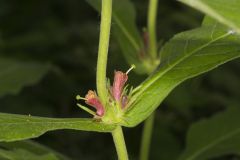 Orangefruit Horse-gentian, Triosteum aurantiacum