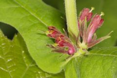 Orangefruit Horse-gentian, Triosteum aurantiacum