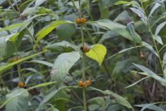 Orangefruit Horse-gentian, Triosteum aurantiacum