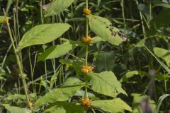 Orangefruit Horse-gentian, Triosteum aurantiacum